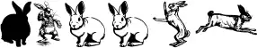 Rabbit