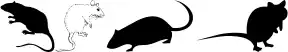 Rats