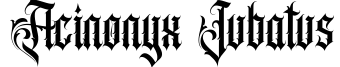 Acinonyx Jubatus