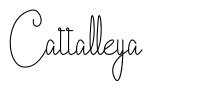 Cattalleya font