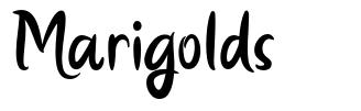 Marigolds font
