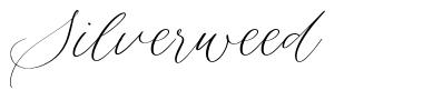 Silverweed шрифт